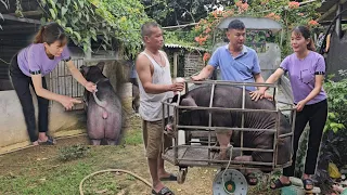 Selling a pig that survived African cholera and failed to reproduce. ( Ep 270 )