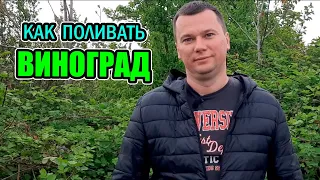 Полив винограда весной