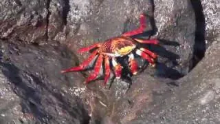 Jeb Corliss in Galapagos