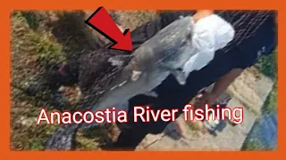 Anacostia River 2023 #fishing