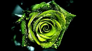 Orthodox Celts- Green Roses, Happy St. Patrick's Day