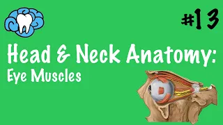 Head & Neck Anatomy | Eye Muscles | INBDE