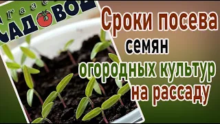 Сроки посева семян огородных культур на рассаду