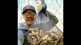 Black Morel Mushroom Hunting in Indiana