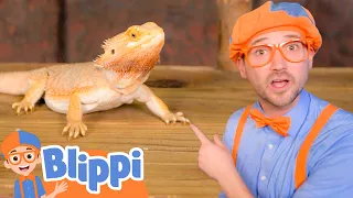 Blippi Meets REPTILE Friends! |  Blippi | Challenges and Games for Kids