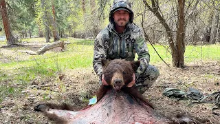 Spring Black Bear hunt in Idaho