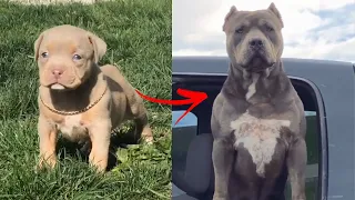 😎I'm a Big Kid Now Cute Baby Animals to Adult 😎 Dogs Glow Up Compilation 2