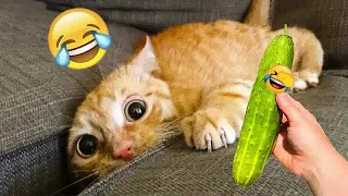 Funny Dogs And Cats Videos 2024 😹🐶 TRY NOT TO LAUGH😍