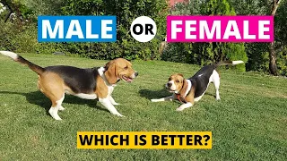 Male vs Female Beagle : Which Should You Choose?