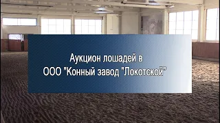 Аукцион 2022 на коном заводе Локотской