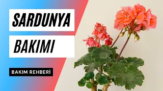 A'dan Z'ye Sardunya Bakımı ve Problemleri | Ev Yeşili