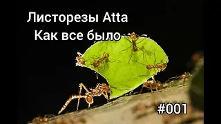 Попытка завести листорезов Atta #001