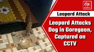 Leopard attacks dog in Goregaon, captured on CCTV