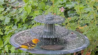 Very young Allen's Hummingbird Chick at the Fountain and then a Beautiful Western Tanager. #birdbath