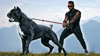 The 10 Most Tough-Looking Dog Breeds Ever
