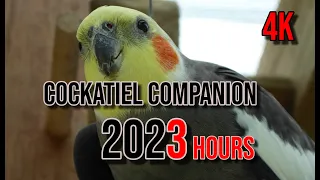 4K Cockatiel Companion 3 Hours of Birds for your Cockatiel.