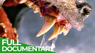 Teeth & Claws | Animal Armory | Episode 1 | Free Documentary Nature