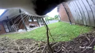 Cat takes GoPro for a walk 30mins of a cat's life into 9mins