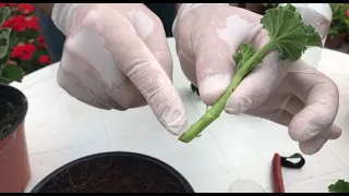 Sardunya Çelikleri Nasıl Köklendirilir, Sardunya Çoğaltma, How To Propagate Geraniums From Cuttings.