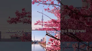 Early Blooming Sakura Spots in Tokyo February - March 🌸