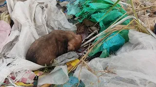 Rescue poor dying puppy in the landfill | Asian Pet Rescue Center