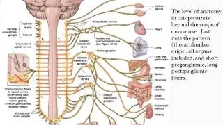 Chapter 14 - Autonomic Nervous System - Part 1