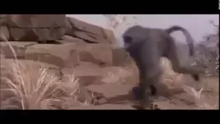 How To Fool A Baboon Into Showing You Where To Find Water Benny Hill Edit