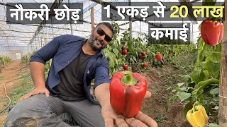 Coloured Capsicum farming business study Indore India लाल पीली शिमला मिर्च