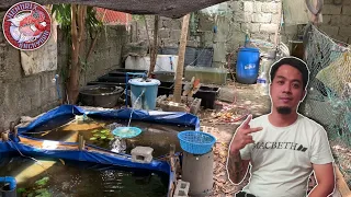 10k per month Income sa maliit na MINI fish FARM - Backyard UPDATE part 2