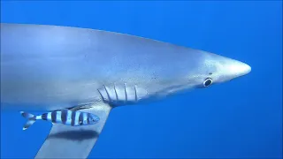 Diving Portugal 2020 - Azores - Faial - Blue Sharks - Saildive