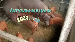 Актуальные цены на поросят в 2024 году