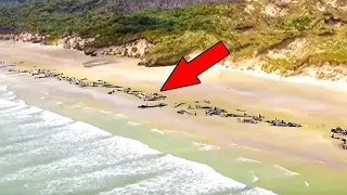 Experts Made a Chilling Discovery on This Hidden Untouched Island After Finding This