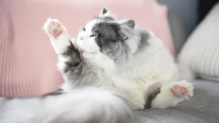 Peaceful Cat Video to De-Stress