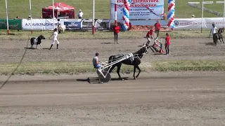 Кубок Губернатора Алтайского края Пони прыгают через барьер