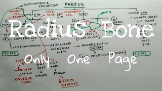 Radius Bone - 2 | External features | TCML