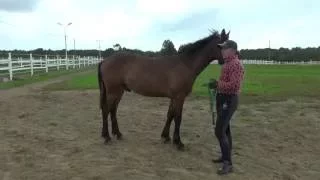 Жеребёнок и железо. Подготовка к заездке