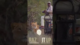 caught on camera, scary moment when a lion comes up on a tourist in the safari