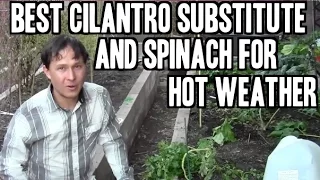 Best Cilantro Substitute & Spinach to Grow in Hot Weather