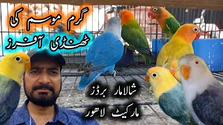 Shalamar Exotic Bird Market l Cool Offer in Hot l Latest Update Urdu Hindi 19-May-2024 Part-1 #birds