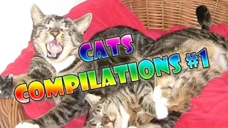 Funny Cats Compilation Juli 2014 HD / 720p