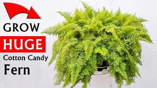 HOW DO I Grow MASSIVE Cotton Candy FERN?