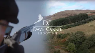 Magnificent Scottish Pheasants (Dave Carrie Shooting)