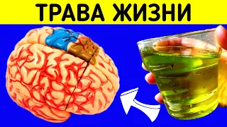 Выбросила все таблетки! Молодость мозга, разрушает тромбы!Склероз Не Страшен!