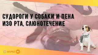 Судороги у собаки и пена изо рта, слюнотечение