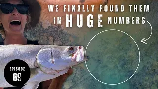 HUNDREDS of BARRAMUNDI in 1 FOOT of CRYSTAL CLEAR WATER | PENNEFATHER RIVER | CAPE YORK - Ep 69