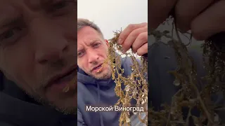 А ты знаешь как выглядит морской виноград?