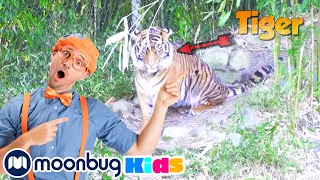 Blippi Visits a Zoo & Aquarium | Animals for Kids | Blippi | Funny Cartoons | Learn about Animals