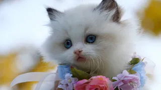 #FNCV Baby Cats - Cute and Funny Cat Videos Compilation| Aww Animals ow animals