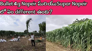 what is different by 4G Bullet Napier and super Napier|| Supar Napiar v/s 4g Bullet Napeir grass