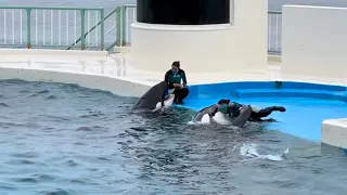 【4K HDR】Kamogawa SeaWorld Orca  (Killer Whale) After the performance  (Jan.2021)